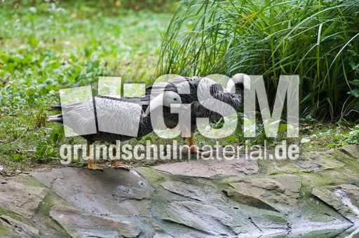 Kaisergans (6 von 8).jpg